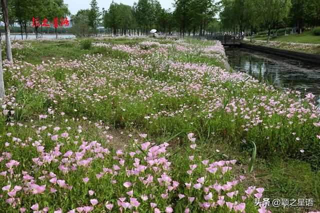 姚江南岸健身步道，美丽月见草花开成海，在水一方