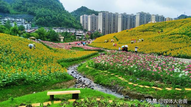 六盘水明湖百余亩花田盛开引游客赏花入画来