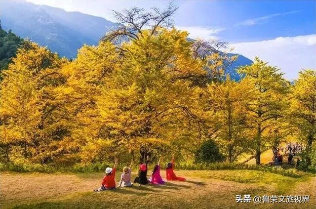 南方四境藏金秋：四大银杏秘境的温柔时光