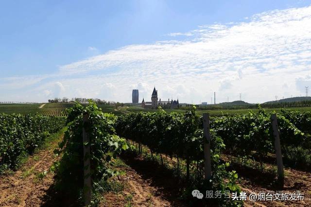 【乐游烟台】室外免费啦！烟台避暑家庭游圣地——张裕柳林河谷景区焕新升级！