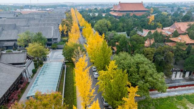 曲阜半壁街的银杏，把千年时光染成了金色