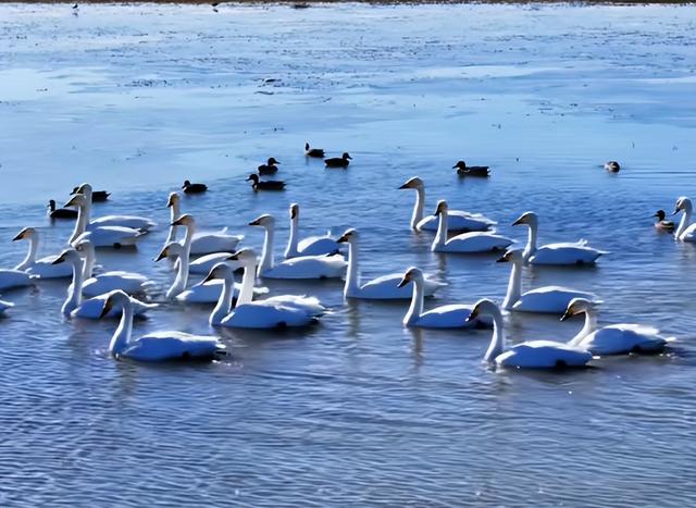 【支援合作 共谋发展】氛围感拉满！扎赉特旗图牧吉秋日湿地，百鸟翩跹入画来~