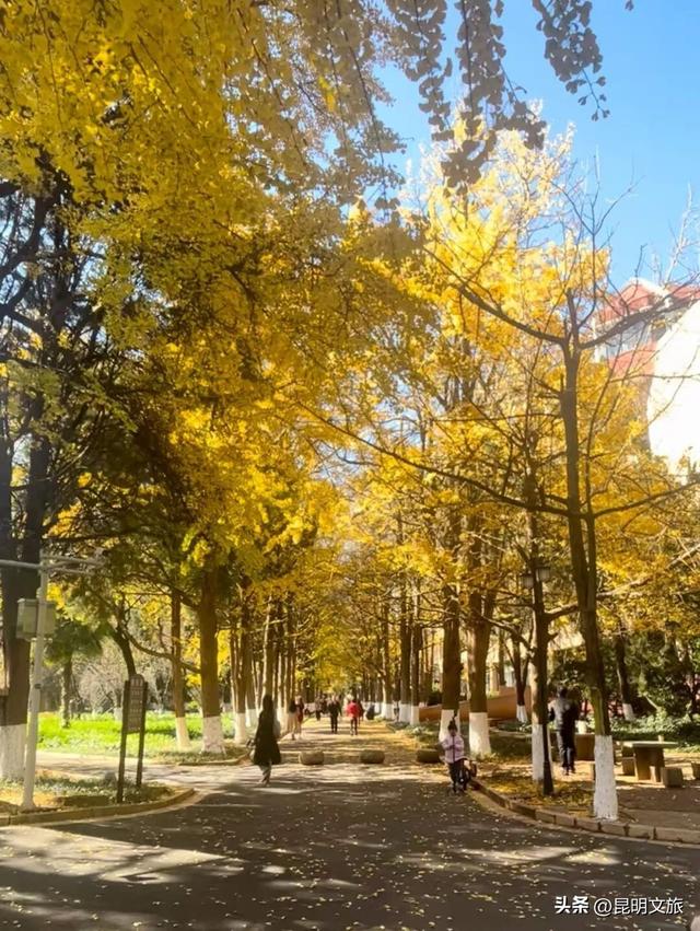 美爆！美爆！超全攻略！超出片！🤳昆明银杏黄金倒计时，抓紧时间冲~