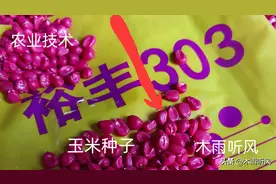 中科玉505与裕丰303玉米品种，哪一个更好？各有什么优缺点？图片