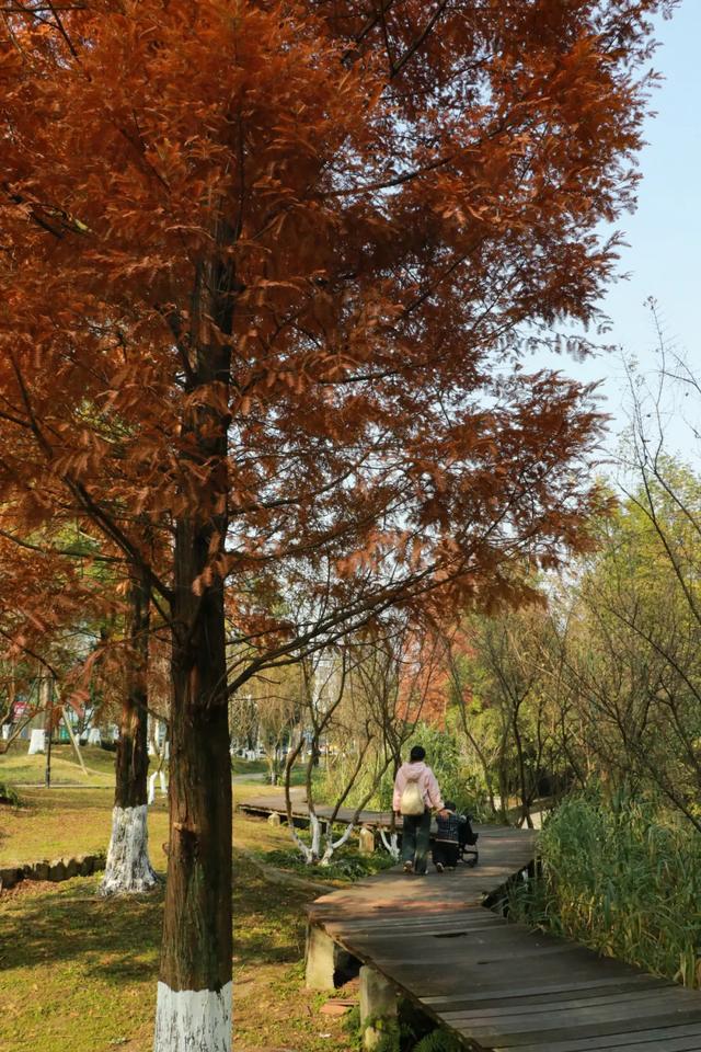 郫都水杉红了!抱着手机猛拍,被这限定美景狠狠惊艳