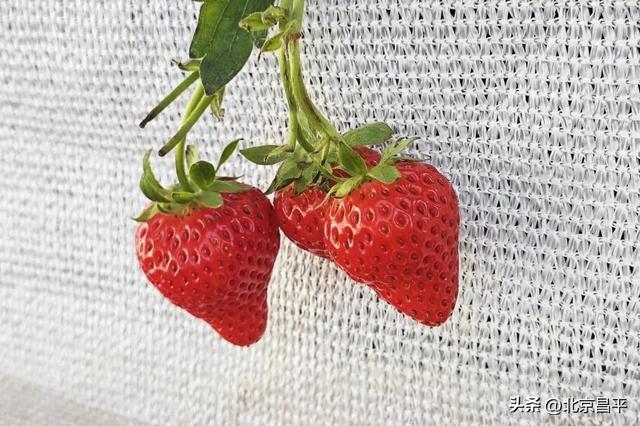 雪上逐乐，棚内摘甜！来昌平崔村，承包你的冬日快乐！