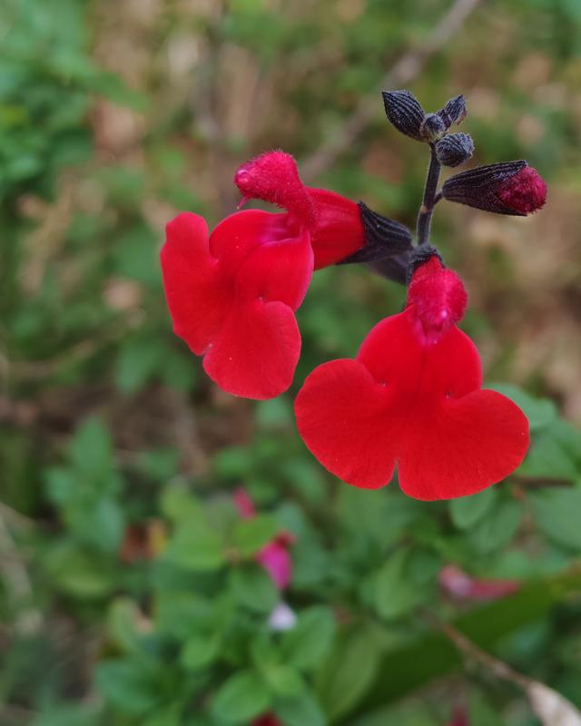繁花似锦的秋天