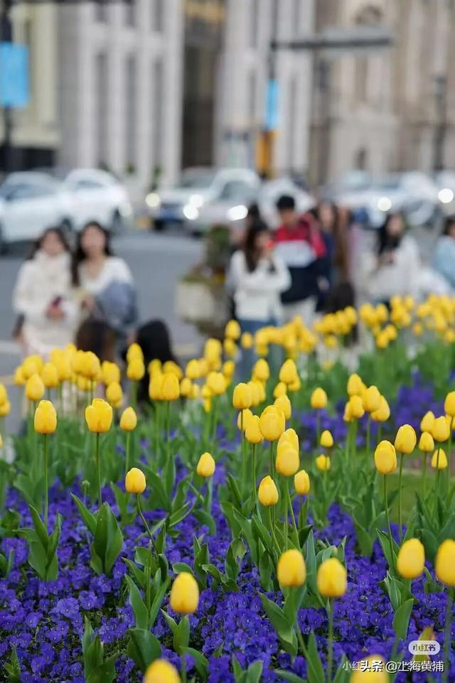 春日限定！这个周末的黄浦，竟然已经美成了这样！