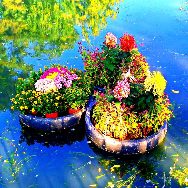 中山公园的菊花