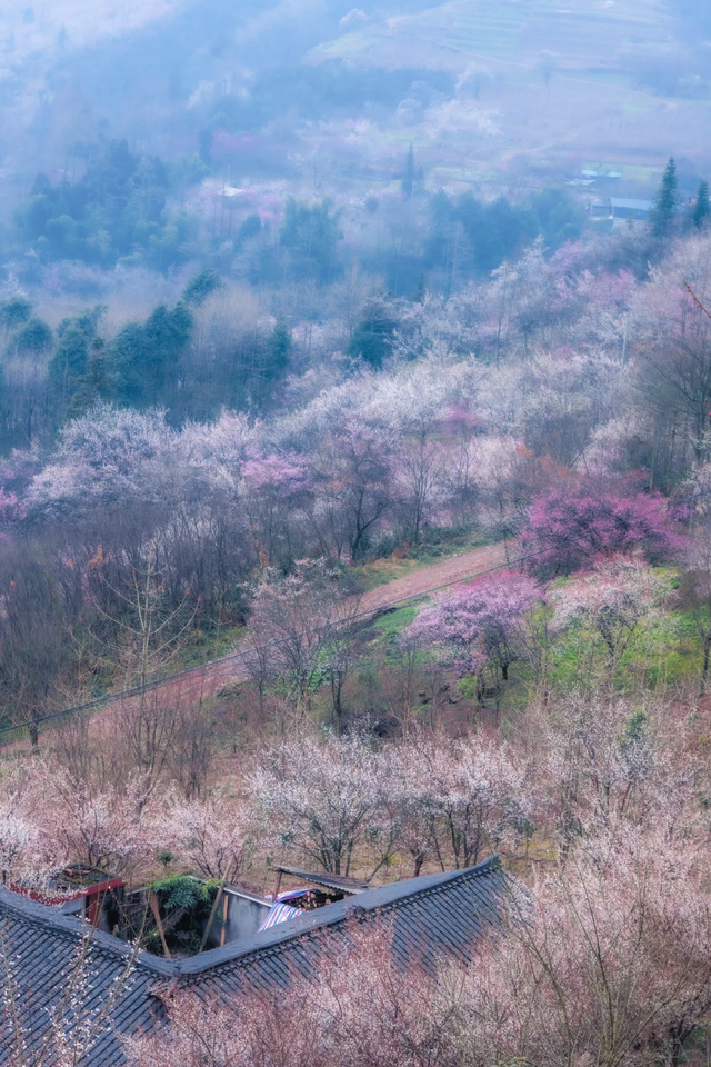 成都青梅花已开，10条爆火赏梅徒步线亲子友好，速速收藏！