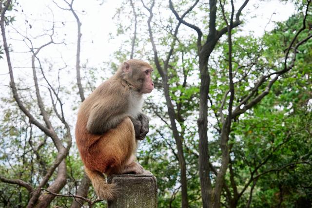 贵阳黔灵山公园，亲子游玩的好去处，这里有近距离撸猴的绝佳地点