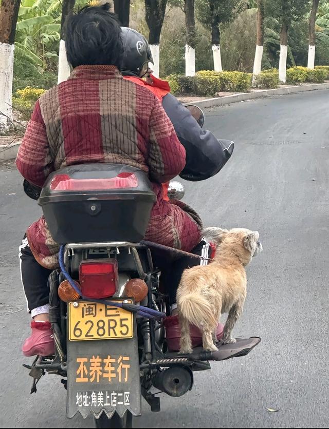 笑死了！每个骑电动车拿快递的铲屎官，都欠狗子一个道歉，哈哈~