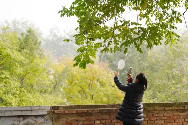 古树年轮里的故事，石景山等您来赴约