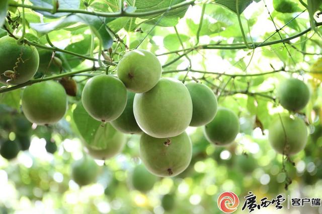 广西日报：探寻桂林世界级旅游城市建设破题之路