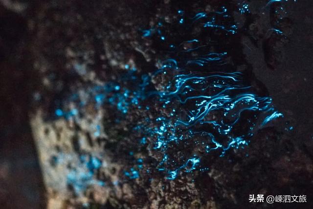 世纪晚霞美炸！荧光海爆发！花鸟岛必须去一趟啦~