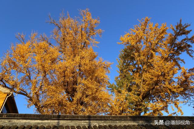 苏州石壁永慧寺，冬日金灿灿的世界，这里的古银杏和寺庙完美组合
