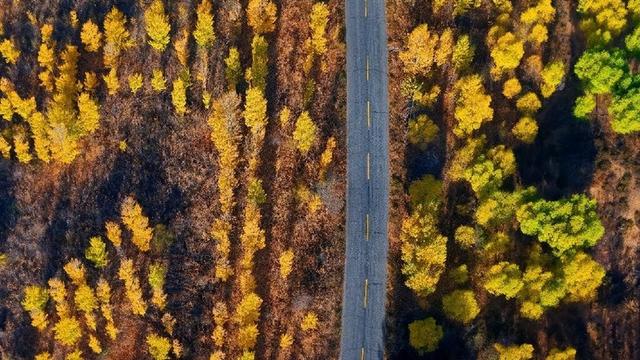 谁还没去杭锦旗锁边林？“沙漠绿洲”的秋色超绚烂