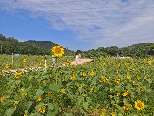 环西丽湖绿道骑行慢行随拍-动个好奇心