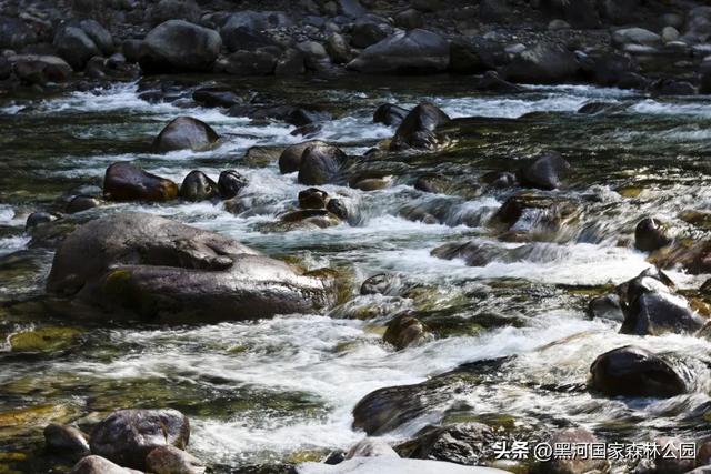 夏末秋初送清凉，来自黑河国家森林公园的惊喜等你查收~