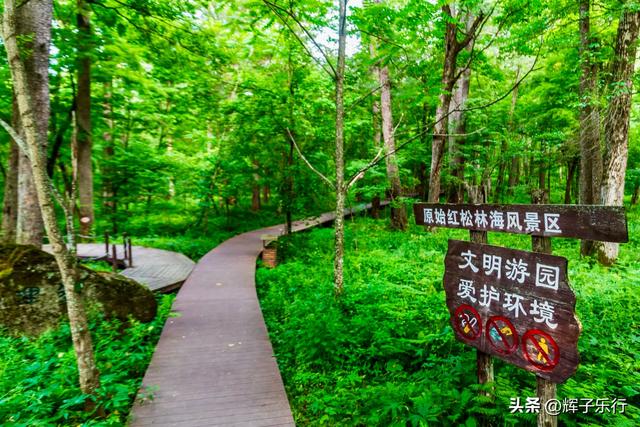 探秘中国最美古树群——吉林长白山古树公园