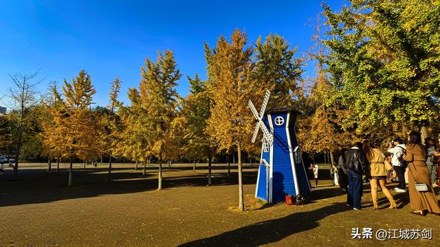银杏黄时，解放公园把武汉秋天压成一枚金色书签