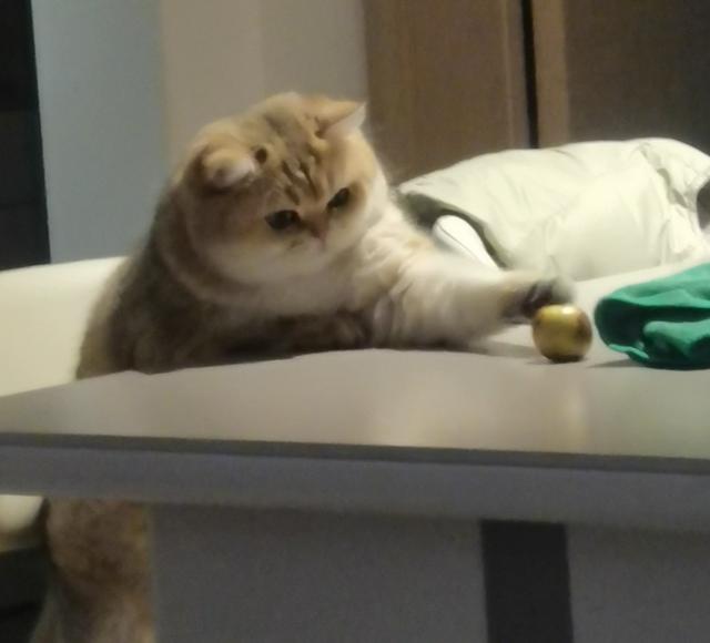 小特工～猫咪饼饼