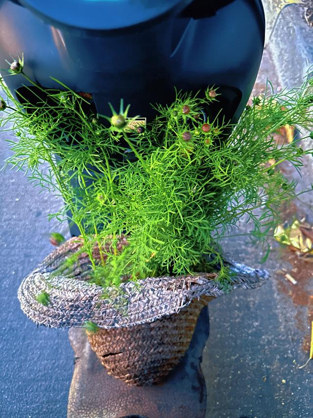 从化漫游记：撞见广州最温柔的落日与烟火