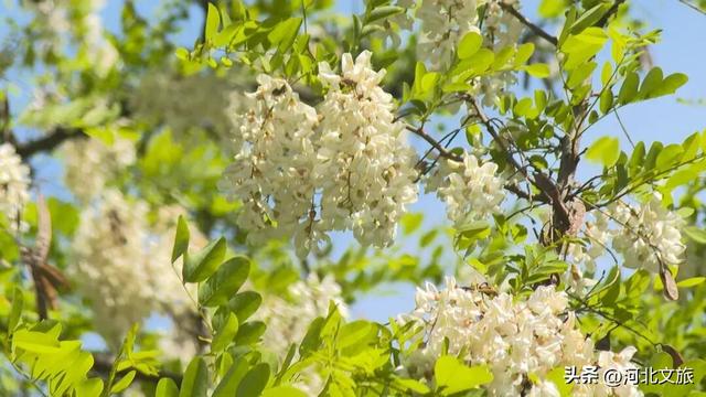 正定这座“天然氧吧” 适合全家露营