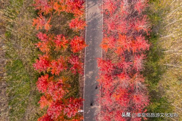 秦皇岛最大临海公园迎来“颜值巅峰”，栈桥听海、枫林斑斓，打卡走起！