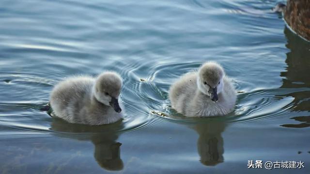黑天鹅在建水五龙湖的前世与今朝