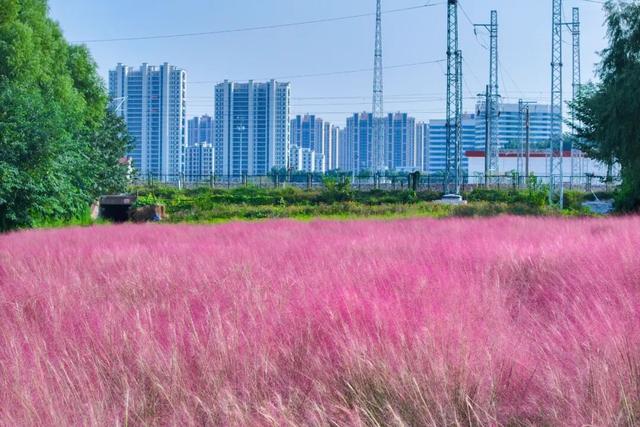 “粉色秘境”已上线！初冬必打卡！位置就在…