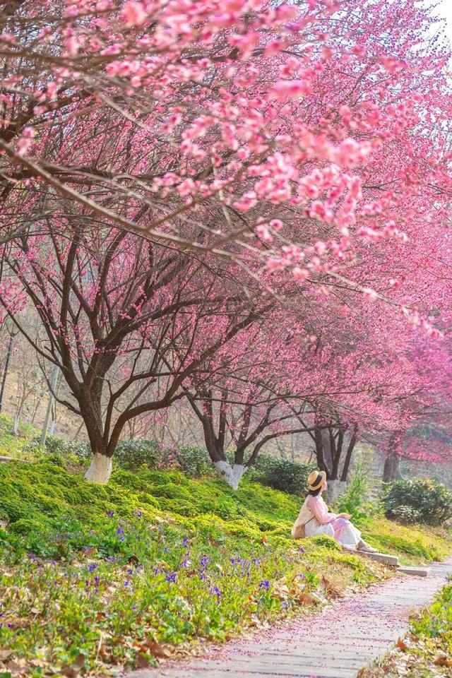 冬日寻梅记：黄陂这两处秘境，已被梅香腌入味！