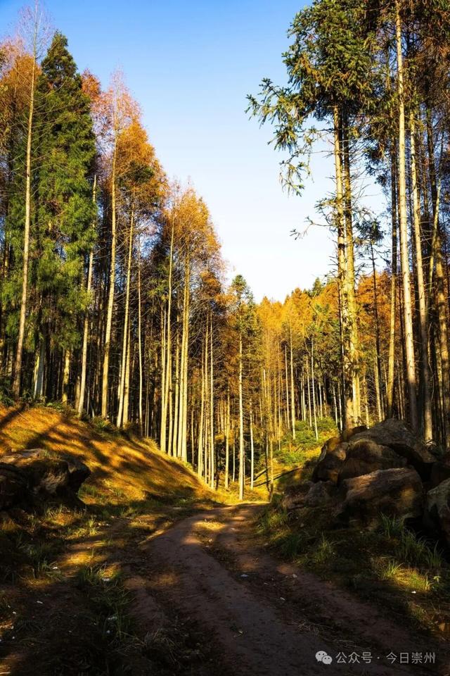 崇州彩林天花板🤩🤩🤩谁还没去过？