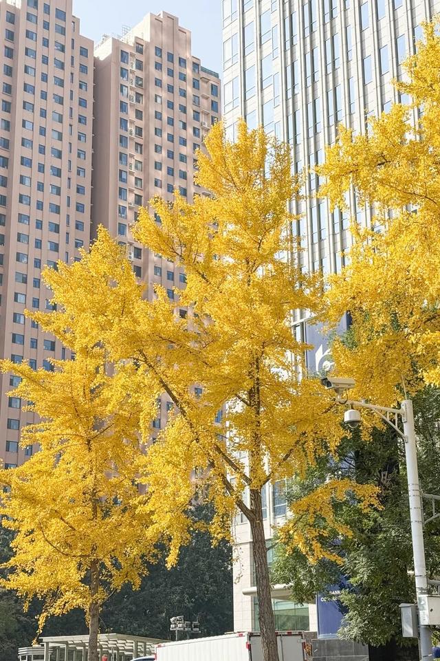 太原市迎泽区：金秋迎泽｜银杏绘就的时光画卷