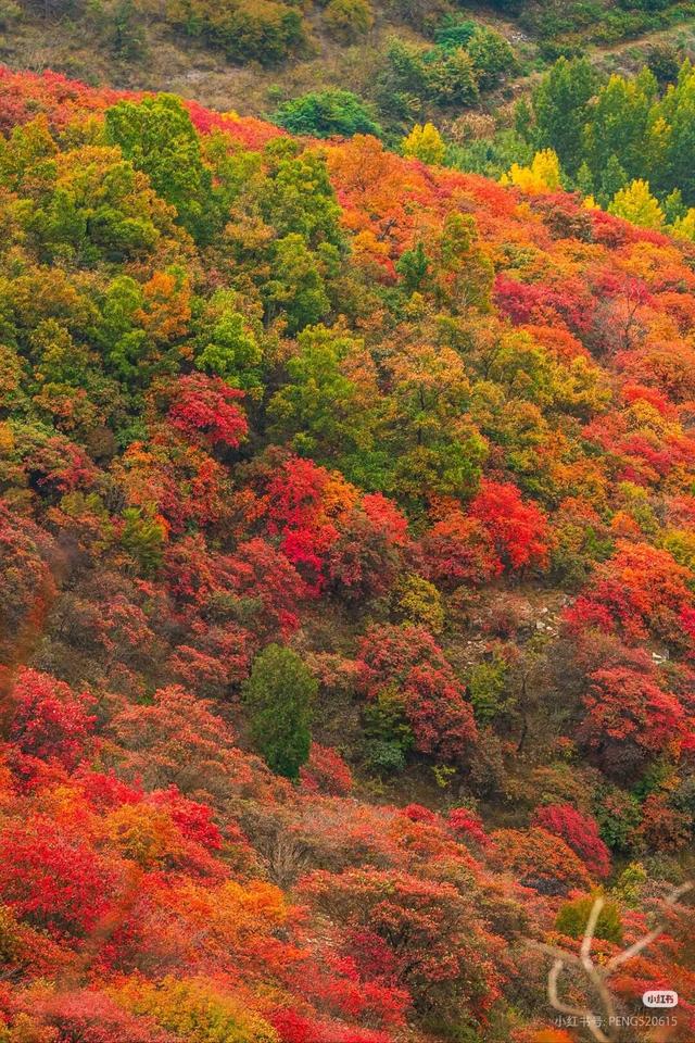 临沂这抹红，醉了秋日山水