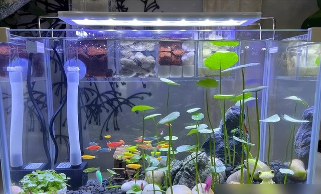 河北一00后小姑娘，因“铜钱草鱼缸”走红，超多人都被“治愈了”