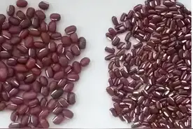 赤小豆和红豆有何不同？健脾养胃到底选哪个？一文说清楚图片