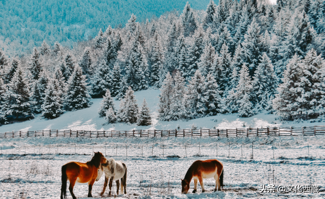 大胆点！2026，去西藏跨年！把仪式感拉到新高度（不请假版）