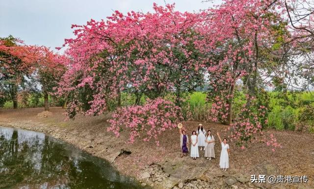 这个鲜花盛开的地方，去过的人都说好！