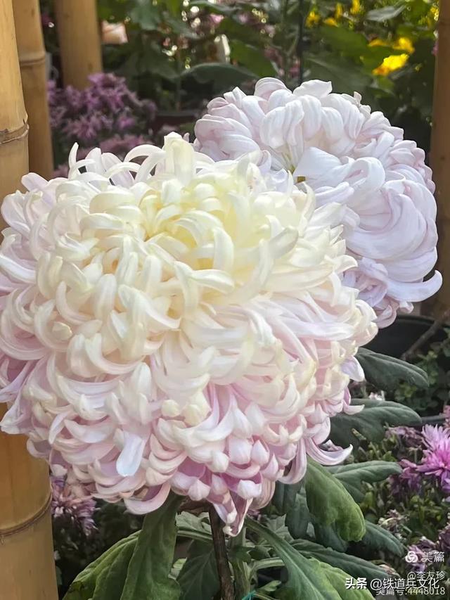 李友珍||岁月倏然·菊韵飘香——紫竹院公园的菊展