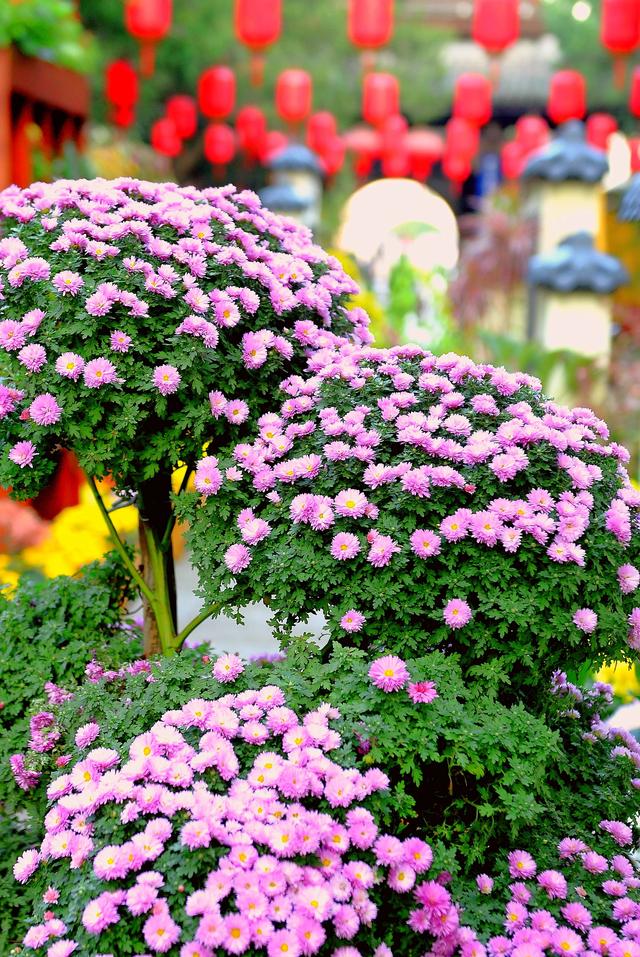 菊韵惠山：菊花与古建的对话