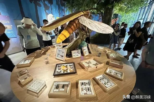 “两山”理念20年丨成都天台山：擦亮萤火虫IP，生态保护与经济效益双丰收‌