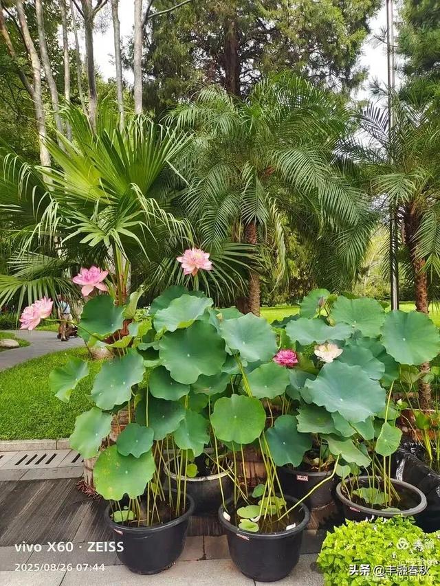 紫竹院竹荷季：一园清风里的诗意相逢｜ 申艳娟