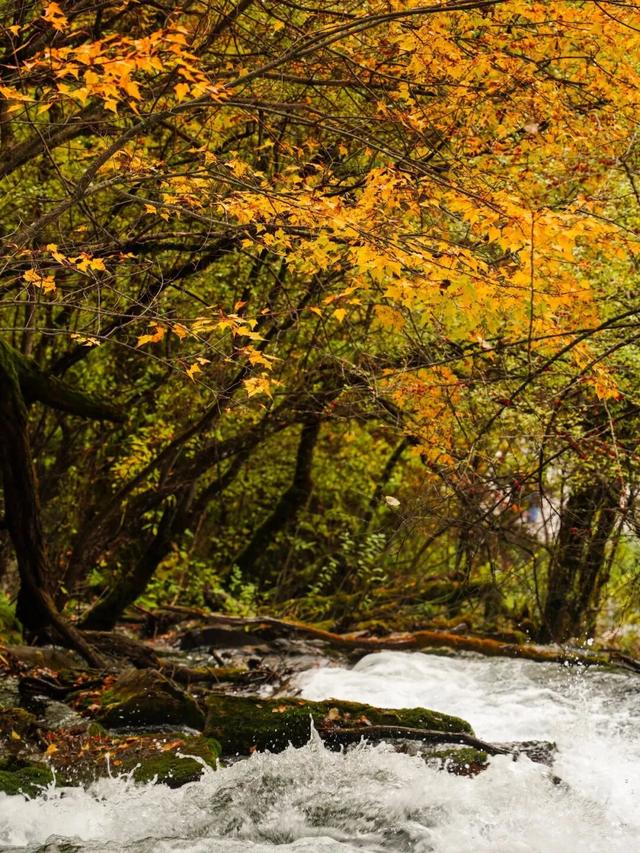 松坪沟彩林已“封神”！泡暖泉、赏非遗打铁花，这波三重盛宴错过等一年！