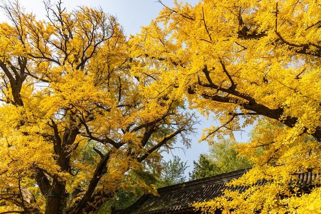 高清大图带你领略晋祠的秋