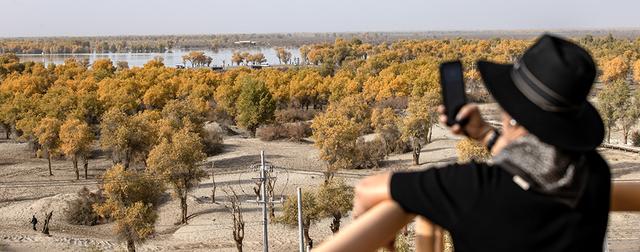 新疆沙雅：金秋邂逅“醉”美胡杨 470万亩金色林海迎观赏佳期