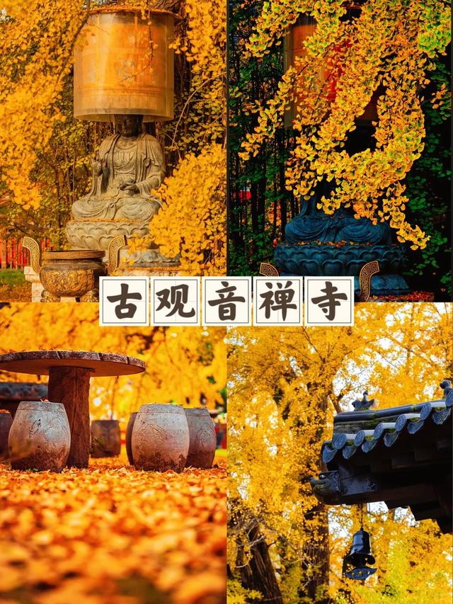 西安周末游丨这8个免费赏银杏叶好去处