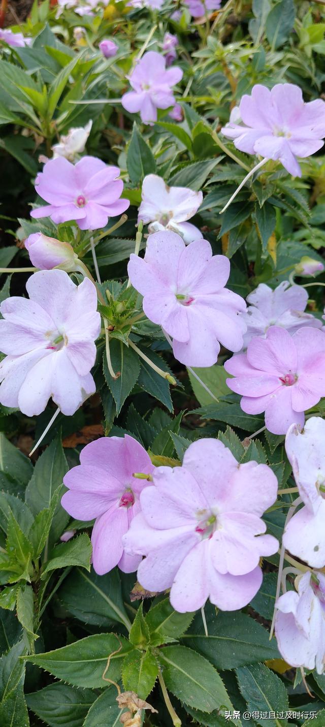 庐山游记-01来庐山，心悠然