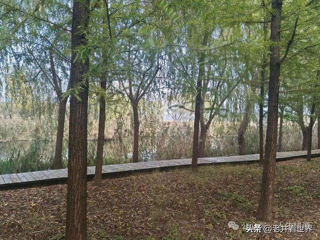 慧河湿地里的济宁新发现 || 胡成冮