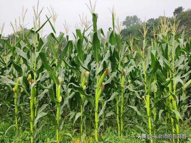 栾川避暑归来，谈谈避暑地选择及相关事项如何避坑